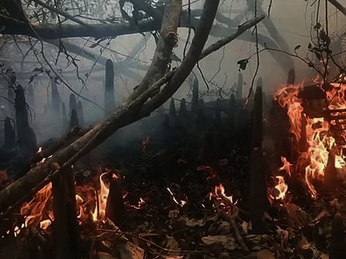 সুন্দরবনে আগুন, নেভাতে কাজ করছে বনবিভাগ ও গ্রামবাসী