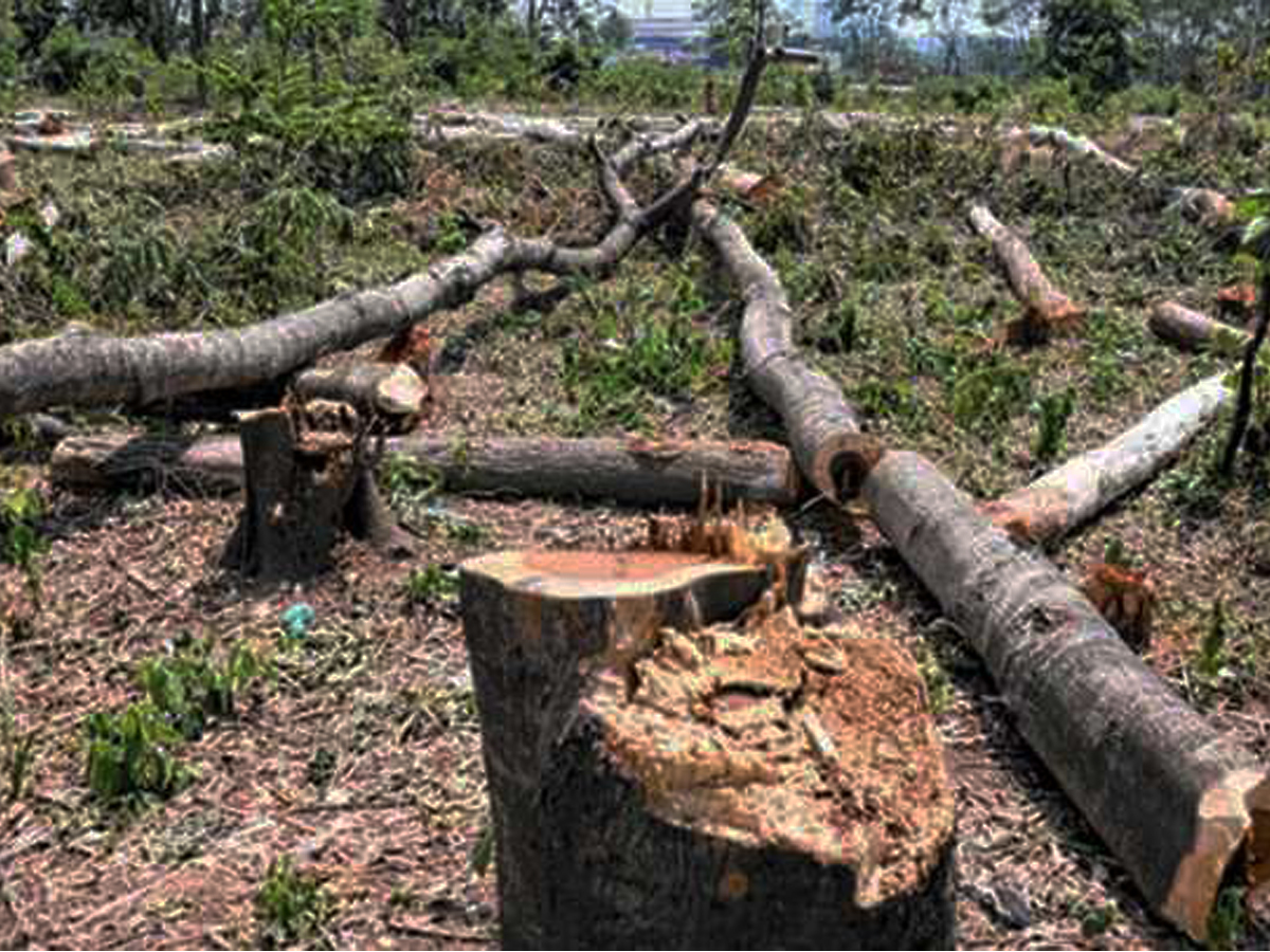 পরিবেশ রক্ষায় ঢাকাসহ সারা দেশের গাছ কাটা বন্ধে রিট