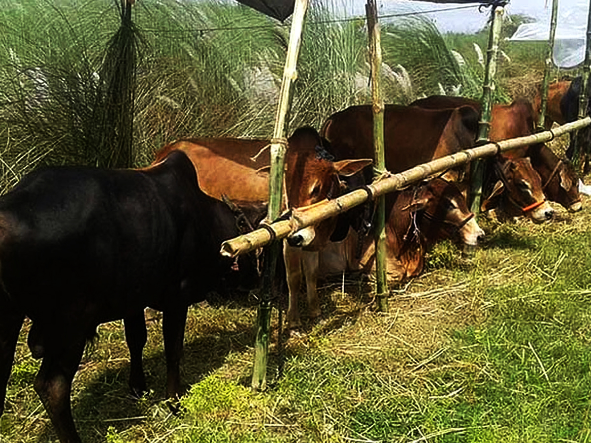 আফতাবনগরে গরুর হাট বসানো যাবে না : হাইকোর্ট