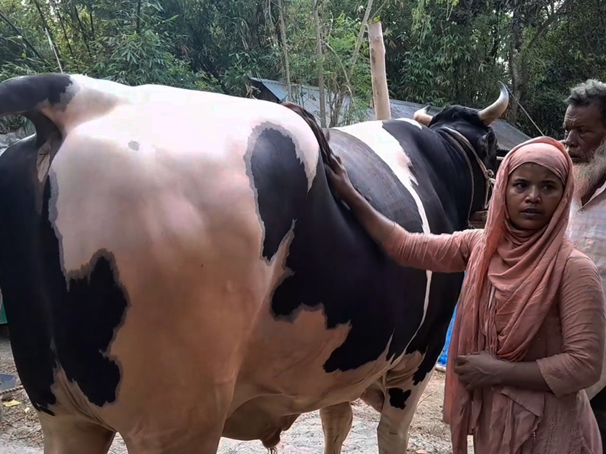 ৫৪ মণ ওজনের গরু প্রধানমন্ত্রীকে উপহার দিতে চান হামিদা